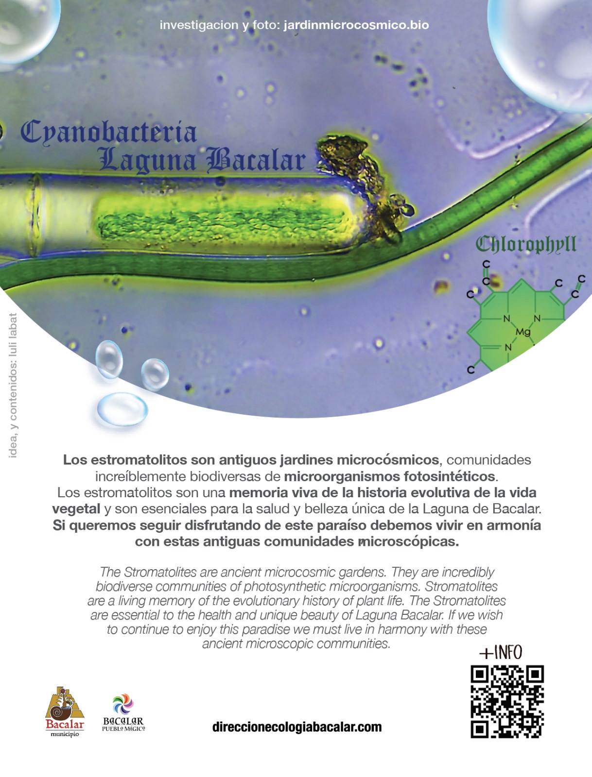 MUNDO MICROCÓSMICO, CIANOBACTERIAS y más...